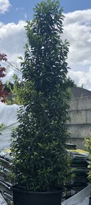 PRUNUS LUSIT. ANGUSTIFOLIA