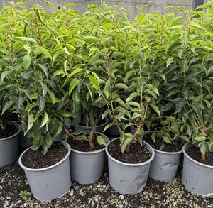 Prunus lusitanica 'Angustifolia' 40- 60cm
