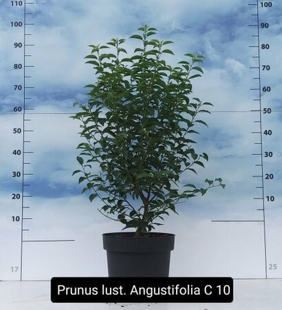 Prunus lusitanica 'Angustifolia' 70-80CM