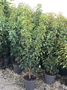 Prunus lusitanica 'Angustifolia'80- 100cm