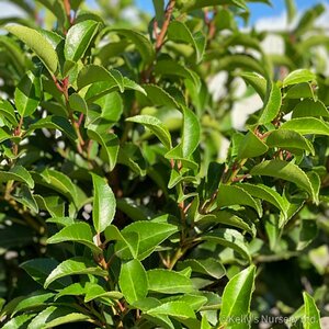 Prunus lusitanica 'Brenelia'