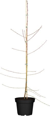 PRUNUS PERSICA MELRED