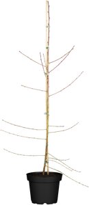 PRUNUS PERSICA MELRED