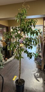PRUNUS S. KIKU-S-SAKURA