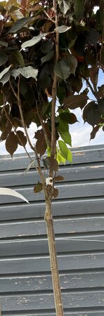 PRUNUS S. ROYAL BURGUNDY 1/2 standard