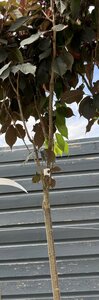 PRUNUS S. ROYAL BURGUNDY 1/2 standard