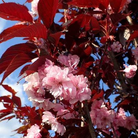 PRUNUS S. ROYAL BURGUNDY