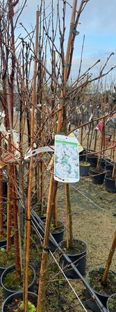PRUNUS S. SHIROFUGEN - image 2