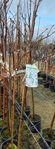 PRUNUS S. SHIROFUGEN - image 2