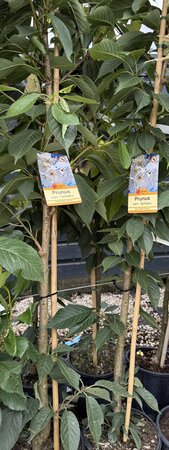 PRUNUS S. TAI-HAKU