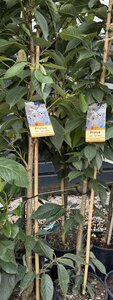 PRUNUS S. TAI-HAKU