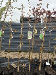 PRUNUS SERRULATA KANZAN