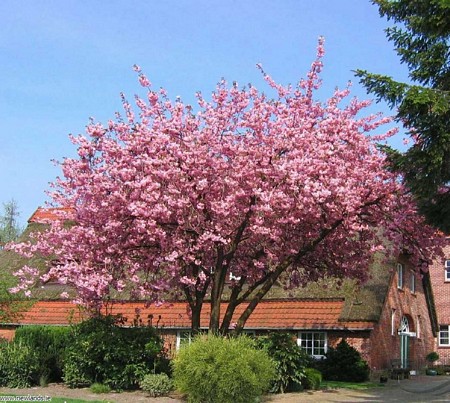 PRUNUS SERRULATA KANZAN  TG