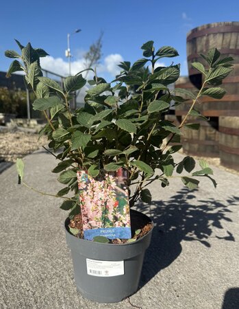 PRUNUS TOMENTOSA