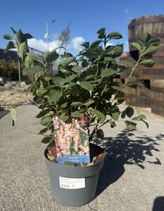 PRUNUS TOMENTOSA