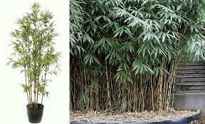 Pseudosasa japonica 150-175 CM