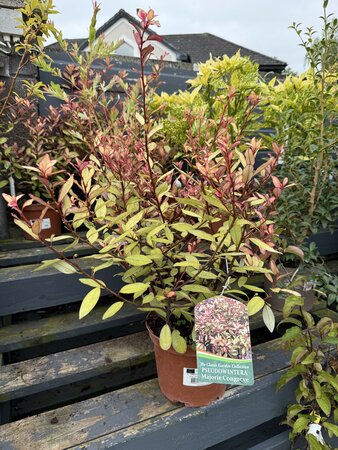 PSEUDOWINTERA C. MARJORIE CONGREVE