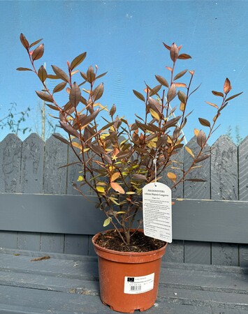 PSEUDOWINTERA COLOURATA