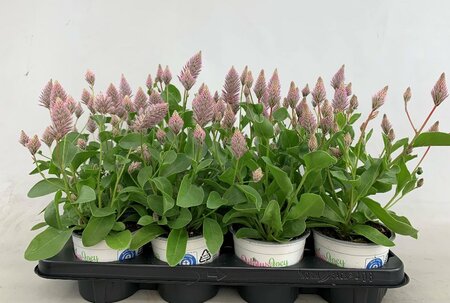 Ptilotus exal. 'Joey'