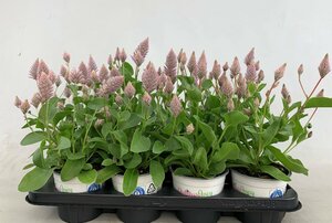 Ptilotus exal. 'Joey'
