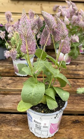 Ptilotus exal. 'Joey' P12 - image 2