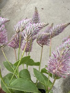 Ptilotus exal. 'Joey' P12