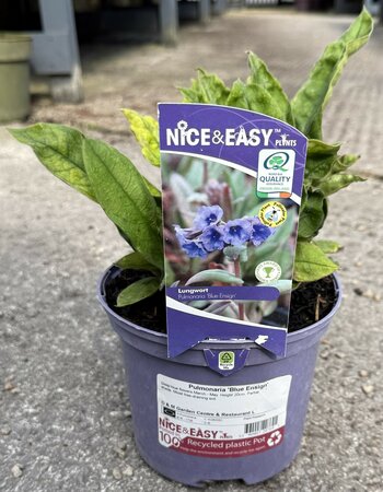 Pulmonaria 'Blue Ensign'