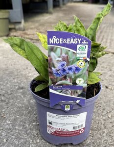 Pulmonaria 'Blue Ensign'