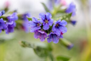Pulmonaria 'Blue Ensign'