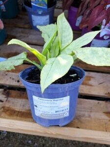 Pulmonaria Majestee