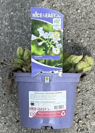 Pulmonaria 'Sissinghurst White'