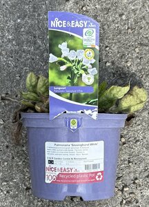 Pulmonaria 'Sissinghurst White'