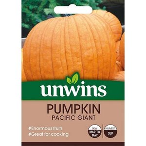 Pumpkin Pacific Giant
