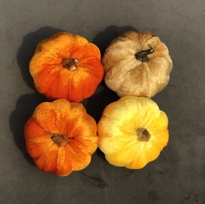 Pumpkin velvet pack of 4 yellow/orange