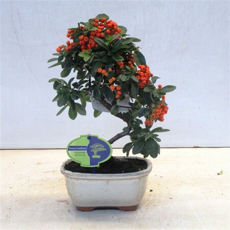 Pyracantha bonsai
