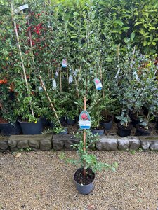 Pyracantha cocc. 'Lani' 2 Ltr