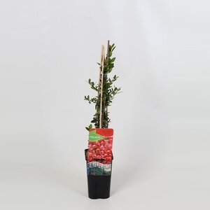 Pyracantha cocc. 'Red Column'