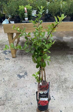 Pyracantha 'Mohave' - image 1
