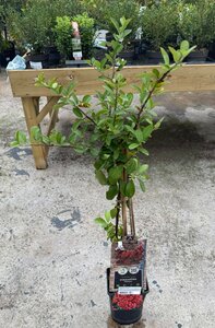 Pyracantha 'Mohave' - image 1