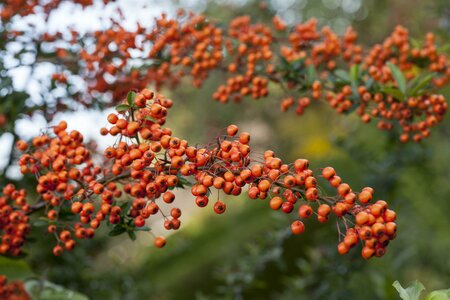 Pyracantha Orange Charmer
