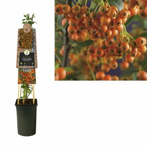 Pyracantha 'Orange Charmer'  S-pot®