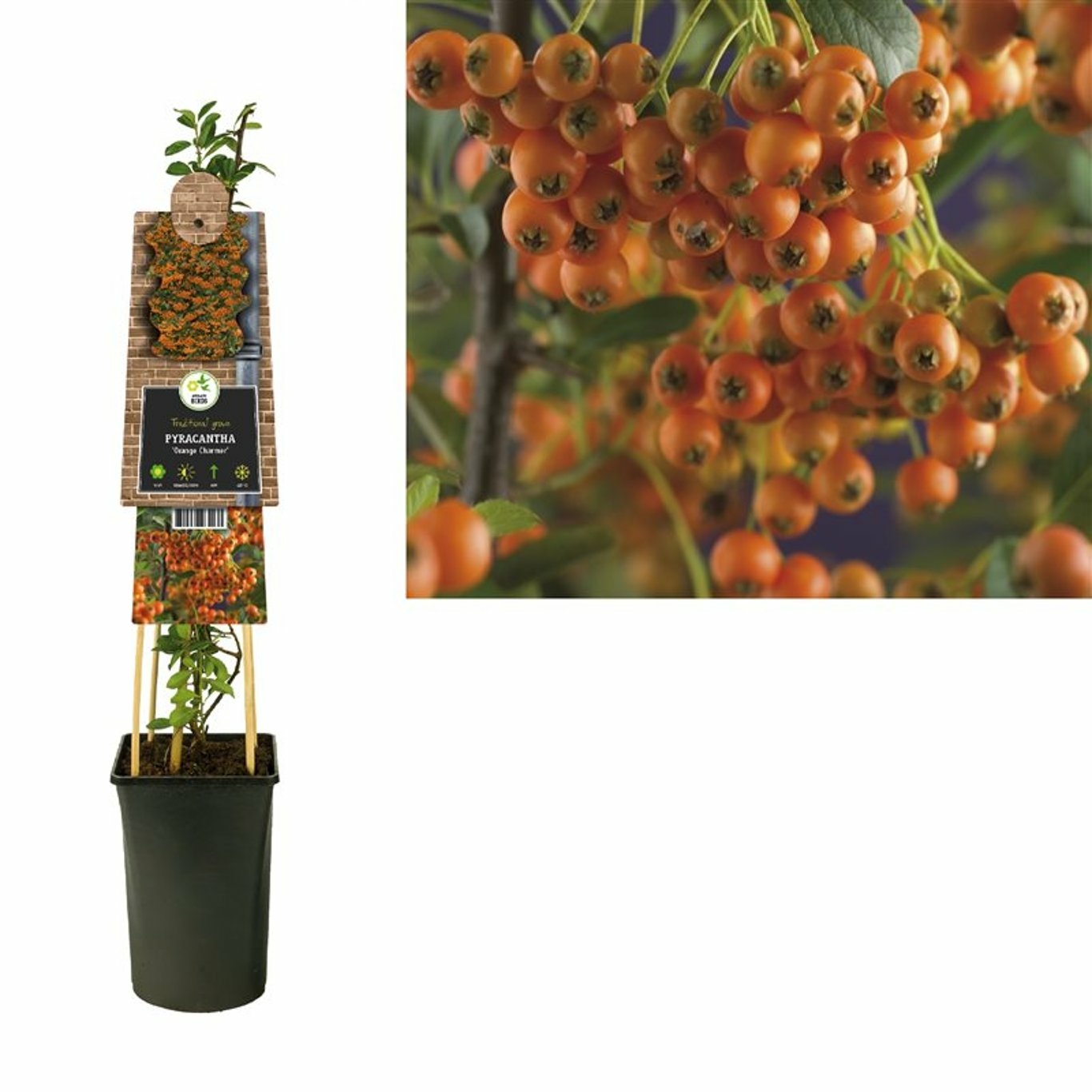 Pyracantha 'Orange Charmer' S-pot® - D and M Garden Centre