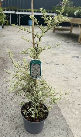PYRACANTHA SPARKLER