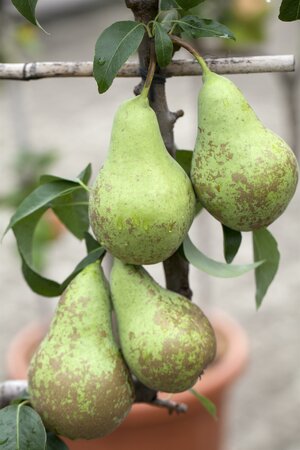 Pyrus c. 'Conference'