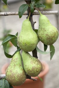 Pyrus c. 'Conference'