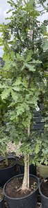 Quercus robur