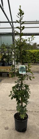 QUERCUS ROBUR