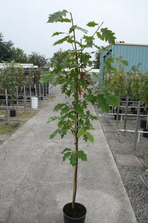 QUERCUS RUBRA