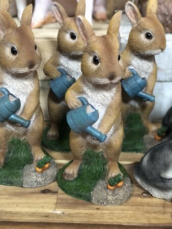 Rabbit Watering
