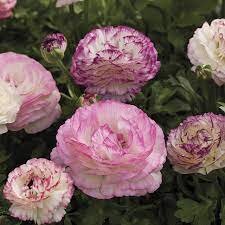 Ranunculus bicolor / P10.5